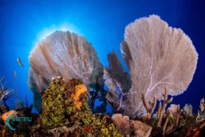 Sun behind a sea fan on a coral reef in Northwest Bali.