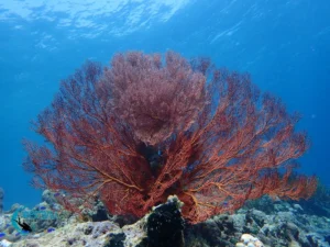 A huge sea fan seen while scuba diving Menjangan Island