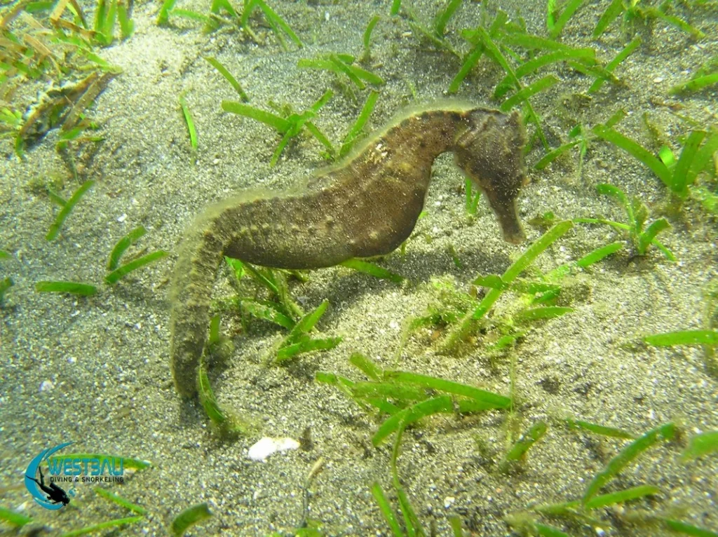 A seahorse among seagrass at a muck diving site in Northwest Bali.