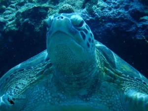 A sea turtle photographed at a dive site in Northwest Bali.