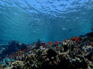 A healthy shallow coral reef and lots of fish at Menjangan Island, Bali.