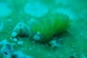 A Shaun the Sheep nudibranch at a muck dive site in Northwest Bali.