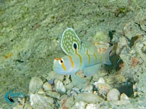 A signal goby photographed at a dive site in Northwest Bali.