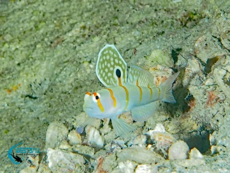 A signal goby photographed at a dive site in Northwest Bali.