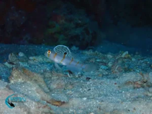 A signal goby at a dive site in Northwest Bali.