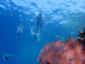 People enjoy a guided snorkel tour of Menjangan Island.