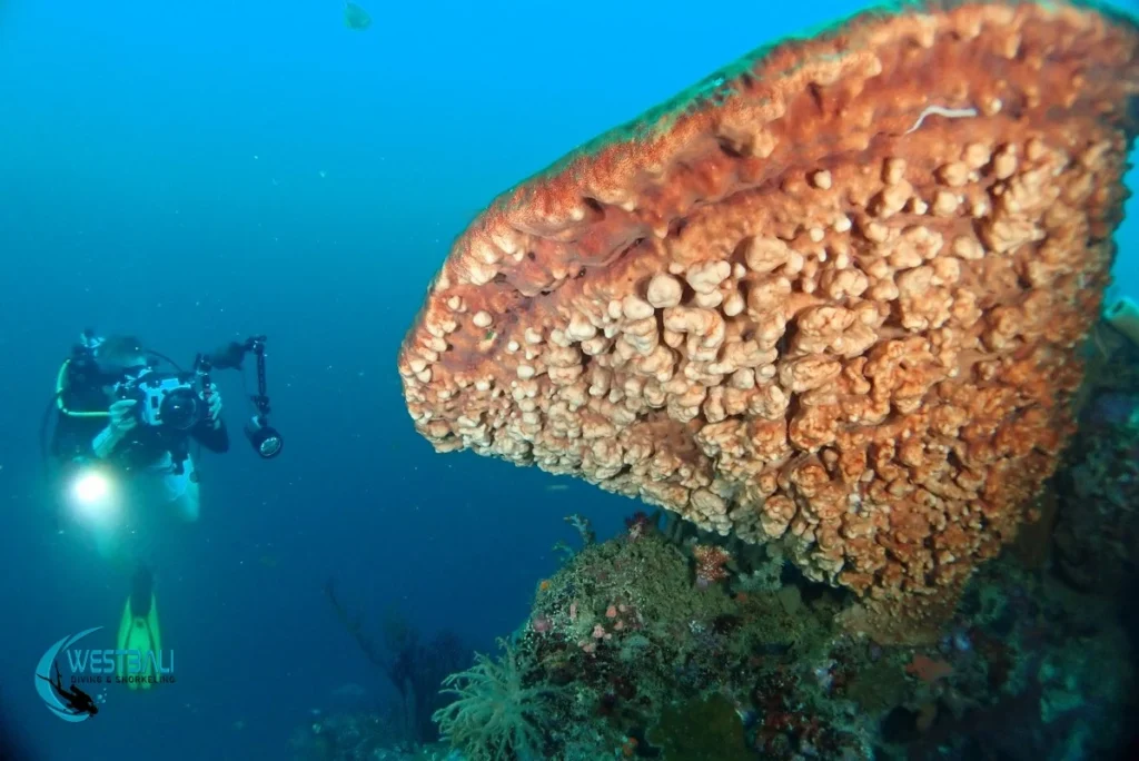 A diver takes a photograph of a massive sponge coral while scuba diving Pemuteran.