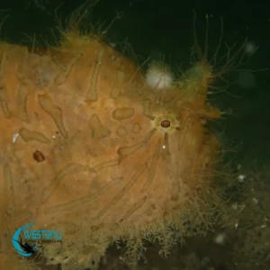 A hairy frogfish at a dive site in Northwest Bali.