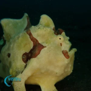 A painted frogfish at a dive site in Northwest Bali.