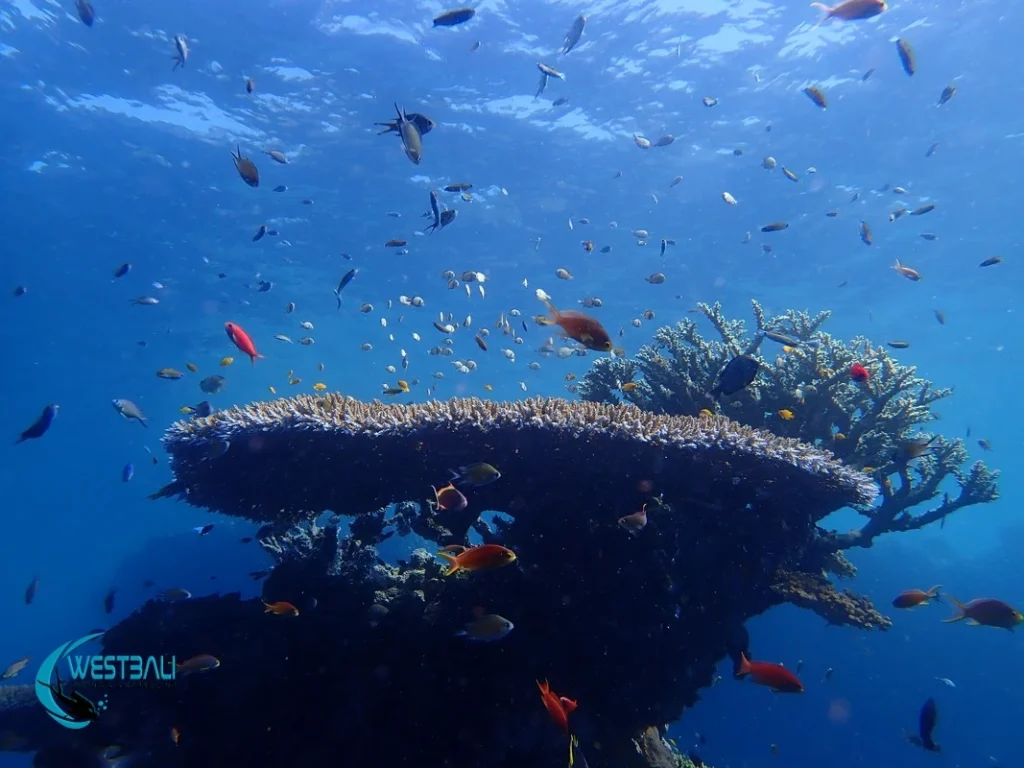 Scuba diving Menjangan Island with healthy corals and lots of reef fish.