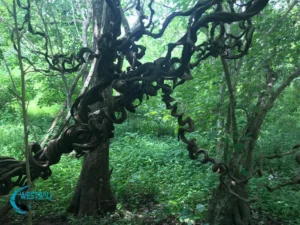 Unique trees in West Bali National Park.