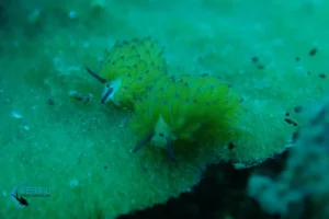 A pair of Shaun the Sheep nudibranchs seen while scuba diving Puri Jati, a muck dive site in Northwest Bali.