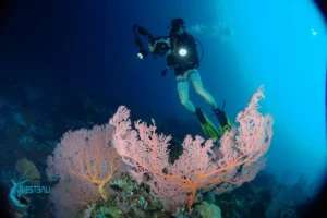Wide Angle Photography Menjangan Island