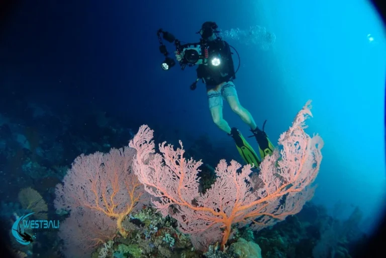 Wide Angle Photography Menjangan Island