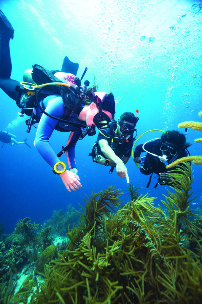 Divers look at marine life during a PADI Advanced Open Water Diver course.