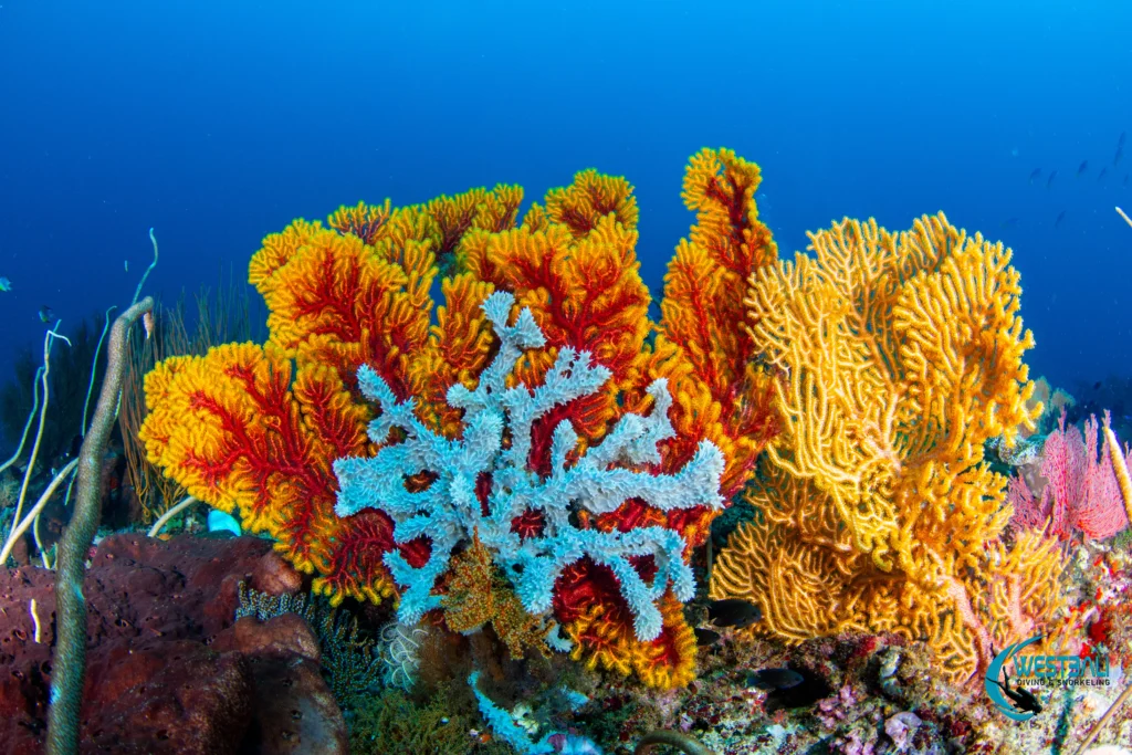 Vibrant soft corals on a reef at Menjangan Island, one of the spots for the best scuba diving in Bali.