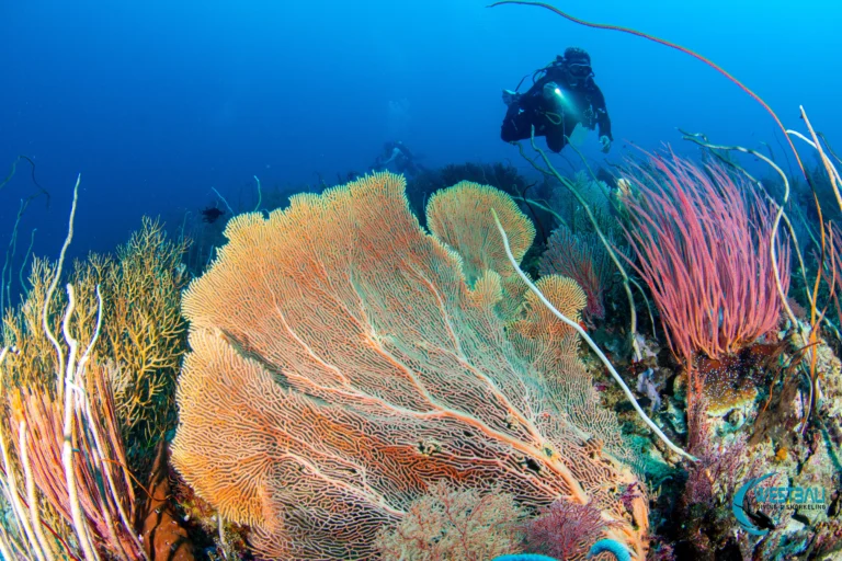 Komang guides an underwater photographer along a colorful coral reef while scuba diving Menjangan Island with West Bali Diving & Snorkeling.