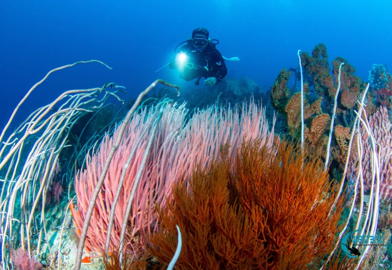 A scuba diver illuminates vibrant soft corals with a torch while scuba diving Menjangan Island with West Bali Diving & Snorkeling.