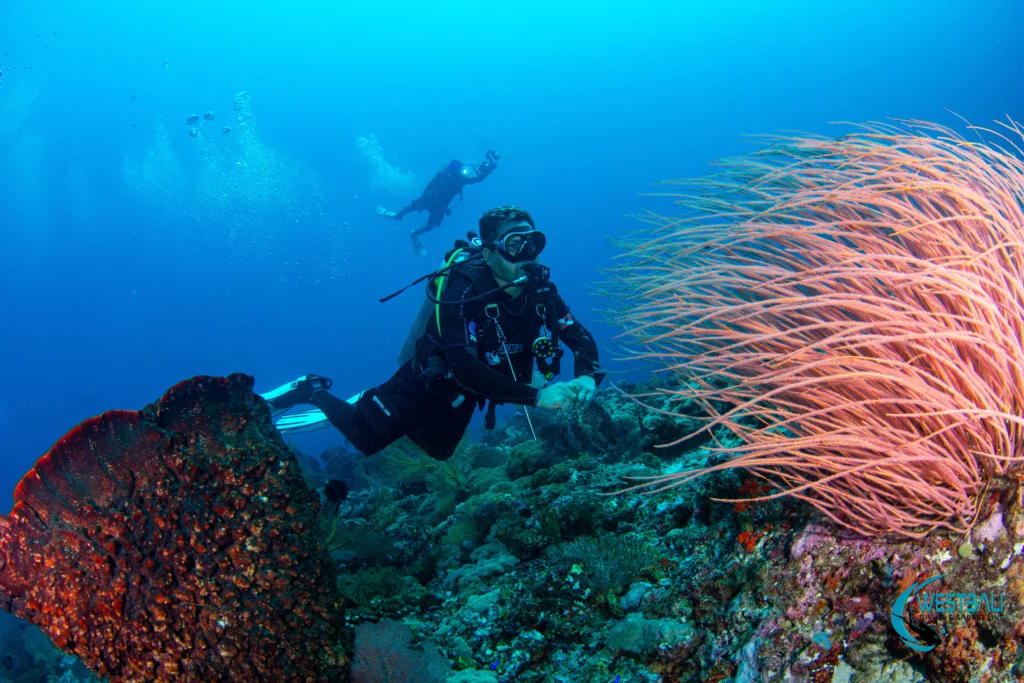 Komang guides an underwater photographer while scuba diving Menjangan Island with West Bali Diving & Snorkeling.