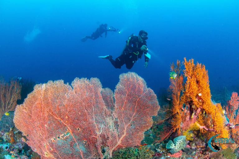 Scuba divers explore a vibrant reef at Menjangan Island with West Bali Diving & Snorkeling.