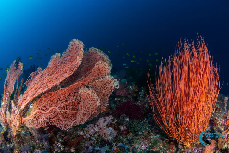 A colorful healthy coral reef seen while scuba diving Menjangan Island with West Bali Diving & Snorkeling.