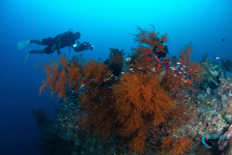 An underwater photographer explores a beautiful coral reef while scuba diving Menjangan Island with West Bali Diving & Snorkeling.