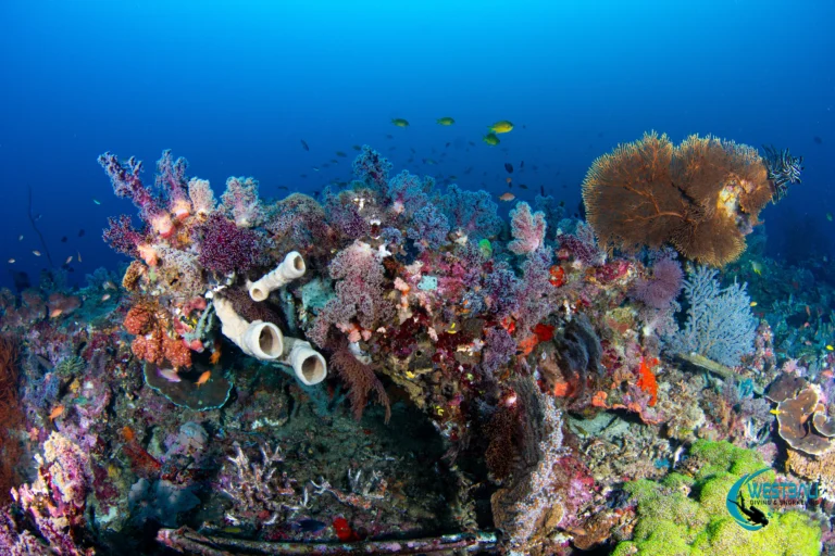 A vibrant, thriving coral reef seen while scuba diving Menjangan Island with West Bali Diving & Snorkeling.