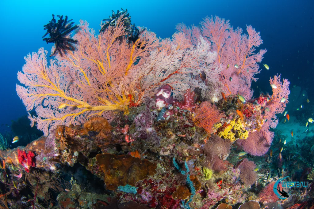 Vibrant sea fans and soft corals adorn a reef seen while scuba diving Menjangan Island with West Bali Diving & Snorkeling.