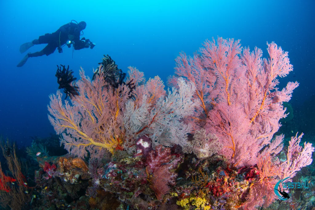 An underwater photographer captures a vibrant reef covered in hard and soft corals while scuba diving Menjangan Island with West Bali Diving & Snorkeling.
