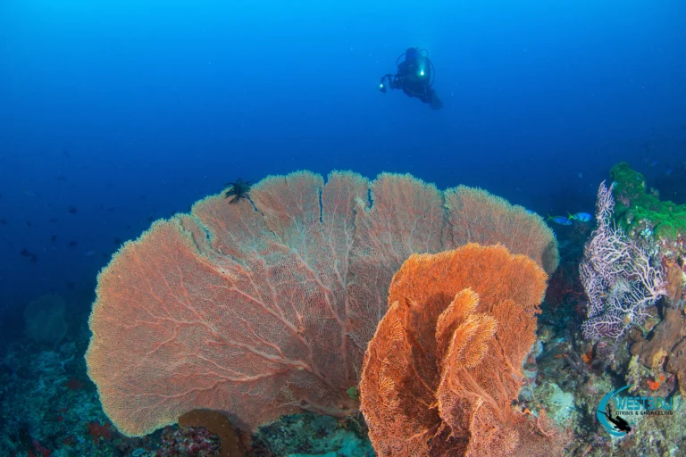 An underwater photographer captures a healthy reef while scuba diving Menjangan Island with West Bali Diving & Snorkeling.
