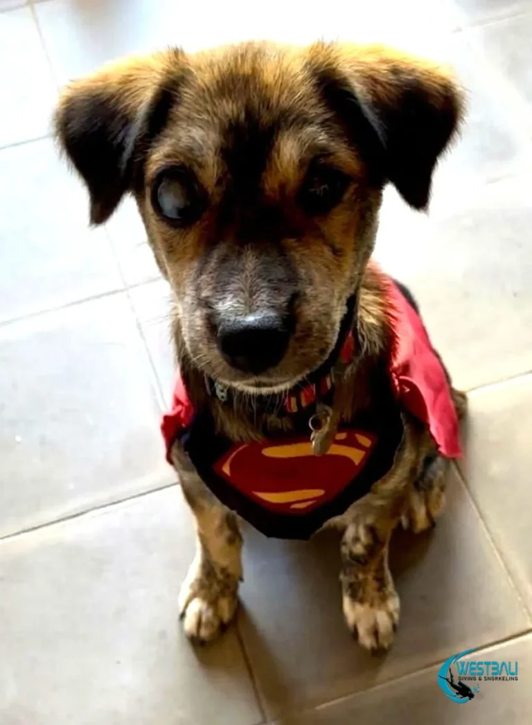 A dog wearing a Superman Cape sits on a tile floor.